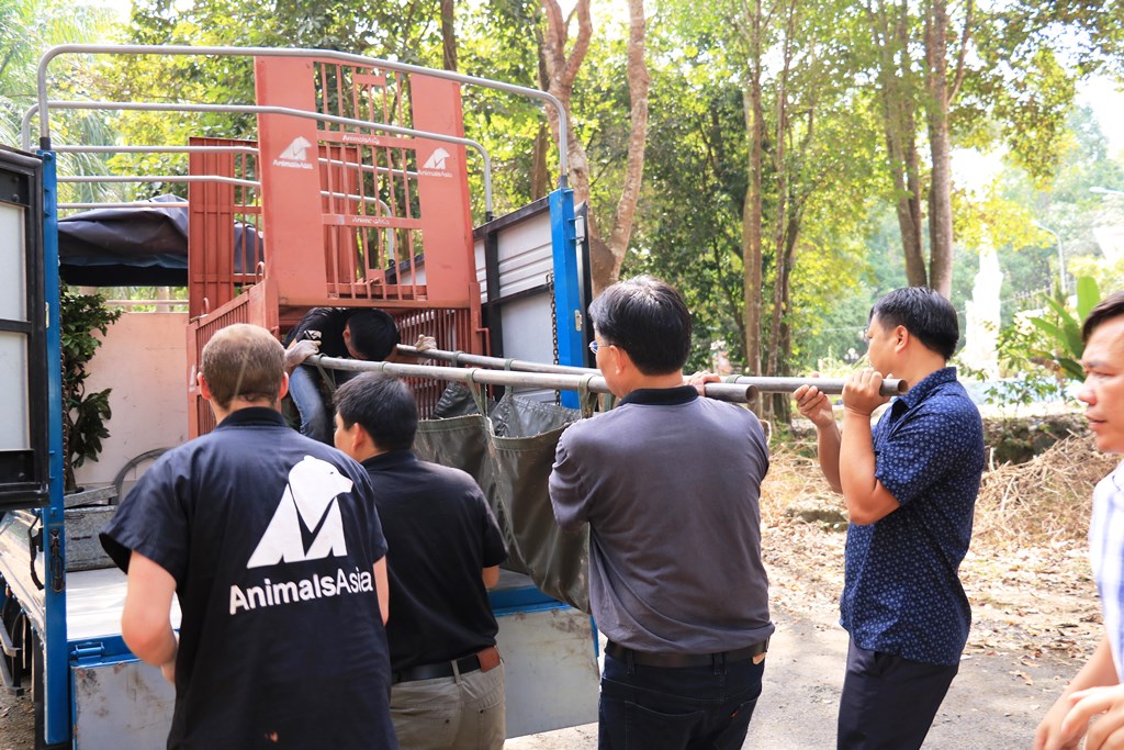 Tổ[-]chức[-]Động[-]vật[-]Châu[-]Á[-]cứu[-]hộ[-]gấu[-]chó[-]sau[-]15[-]năm[-]nuôi[-]nhốt[-]tại[-]Tây[-]Ninh